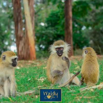 Monkeys in Nairobi National park