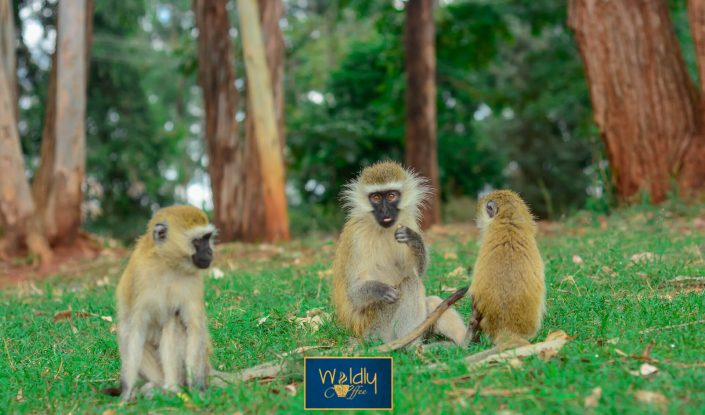 Monkeys in Nairobi National park